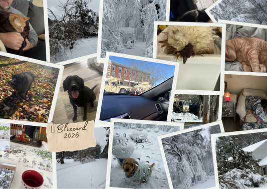 collage of photos from blizzard of 2026