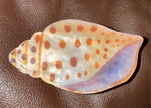 Seashell Hairclip