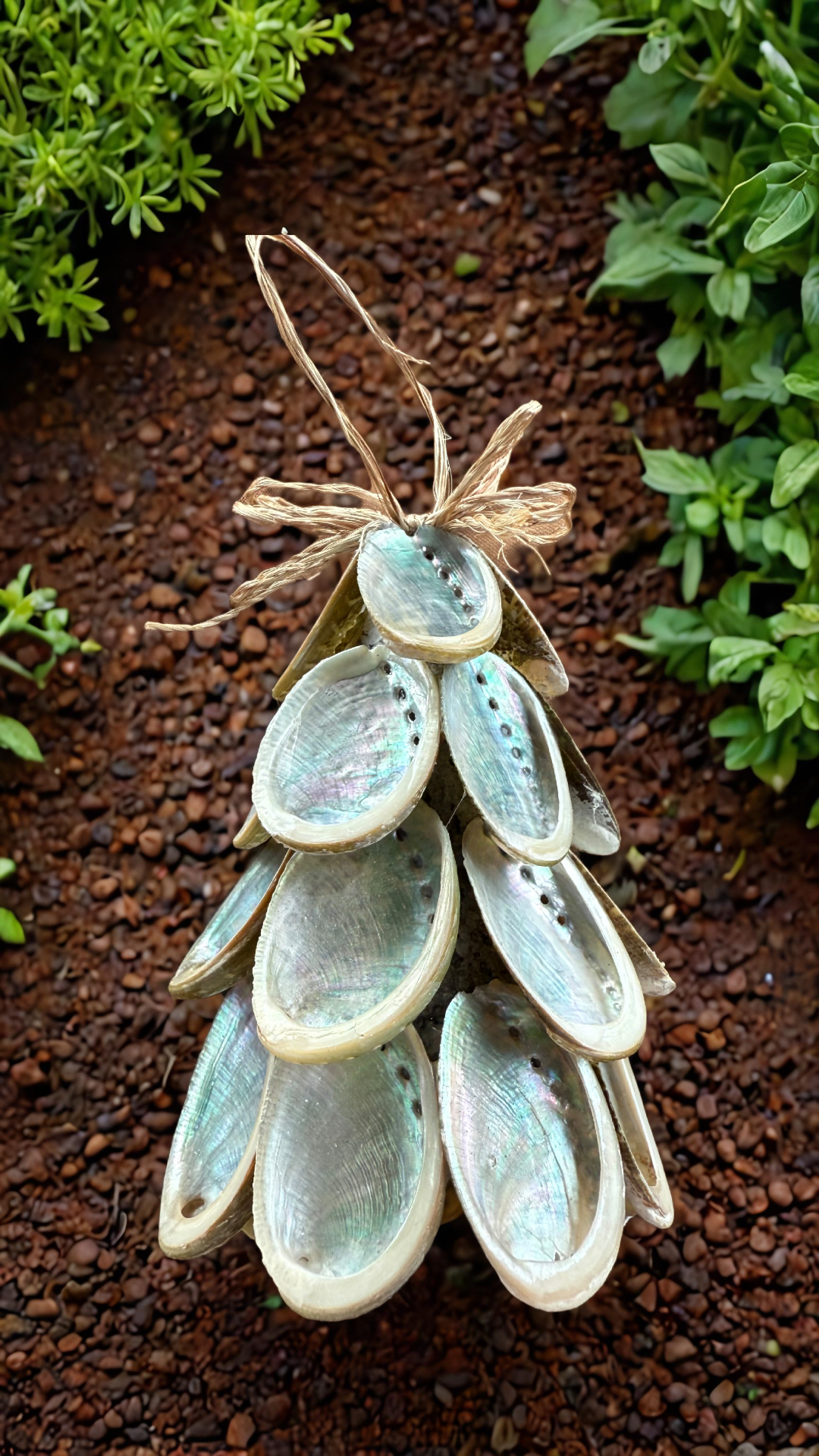 Abalone Trees